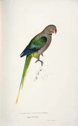 Psittacula columboides